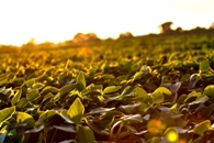 Crop Protection Sales Remain Strong in 2012