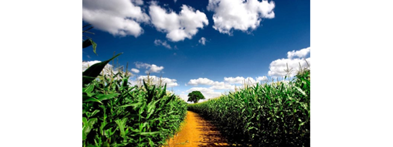 Effectiveness of U.S. Crop Protection Company Channel Incentives: An Overview and Analysis