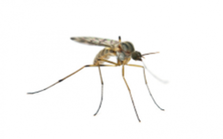 Mosquito Control: Global Market Analysis and Opportunities
