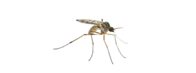 Mosquito Control: Global Market Analysis and Opportunities