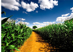 Crop Protection Industry Sales Remain Strong in 2013, According to Kline