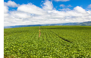 Crop Protection Industry Sees a 5% Sales Increase as well as Competitive Landscape Changes