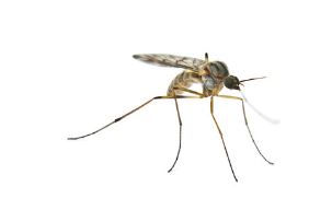 Mosquito Control Insecticides Market