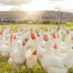 Farm, sustainability and chicken flock on farm for organic, poultry and livestock farming. Lens flare with hen, rooster and bird animals in countryside field in spring for meat, eggs and protein. Source: Shutterstock
