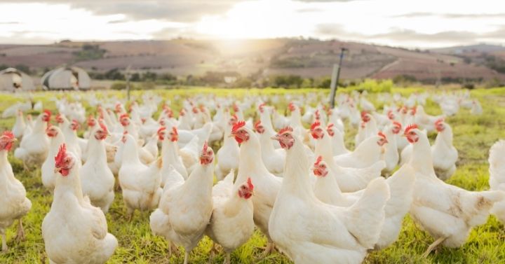 Farm, sustainability and chicken flock on farm for organic, poultry and livestock farming. Lens flare with hen, rooster and bird animals in countryside field in spring for meat, eggs and protein. Source: Shutterstock