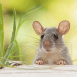 How Rodent Control Is Boosting the U.S. Pesticide Market