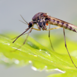 Kline Q&A Here’s What’s Happening in the Mosquito Control Industry