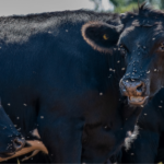 Cattle with fly pressure illustrating livestock pest control