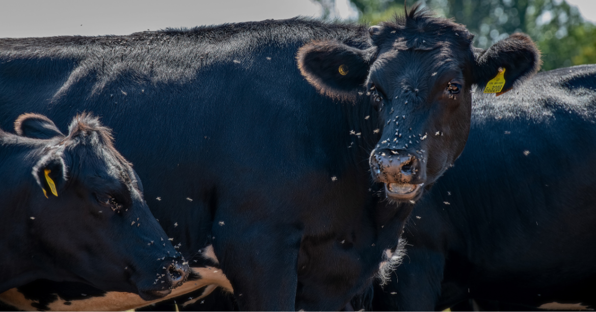 Cattle with fly pressure illustrating livestock pest control