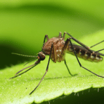 Public Health is at the Heart of the $100 Million-Dollar U.S. Mosquito Control Industry
