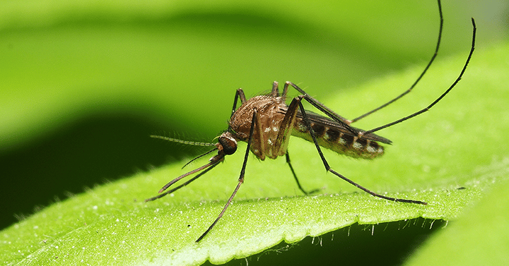 Public Health is at the Heart of the $100 Million-Dollar U.S. Mosquito Control Industry