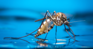 Sting Operation How the US controls Mosquito Vectors