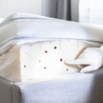 The Paris Bed Bug Infestation A Growing Challenge for Pest Management Professionals