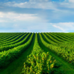 The Brazilian Crop Protection Market Is Ripe for Growth