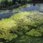 Aerial view of a lake showing aquatic vegetation and algal bloom, illustrating growth in the aquatic weed control and algaecide market