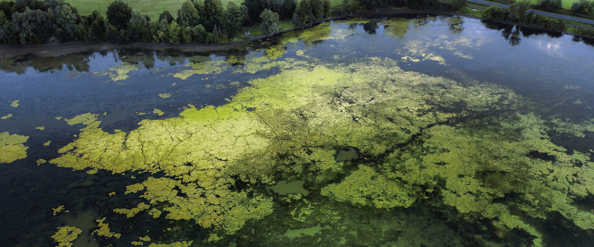 Aerial view of a lake showing aquatic vegetation and algal bloom, illustrating growth in the aquatic weed control and algaecide market