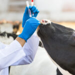 Veterinarian collecting samples from dairy cattle during herd health monitoring and livestock biosecurity assessment.