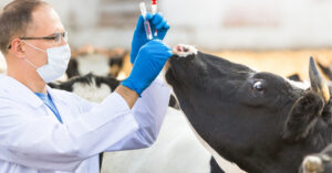 Veterinarian collecting samples from dairy cattle during herd health monitoring and livestock biosecurity assessment.