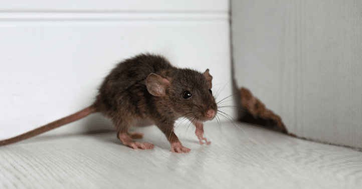 Consumer Sales Brings U.S. Rodent Control Market to All-Time High